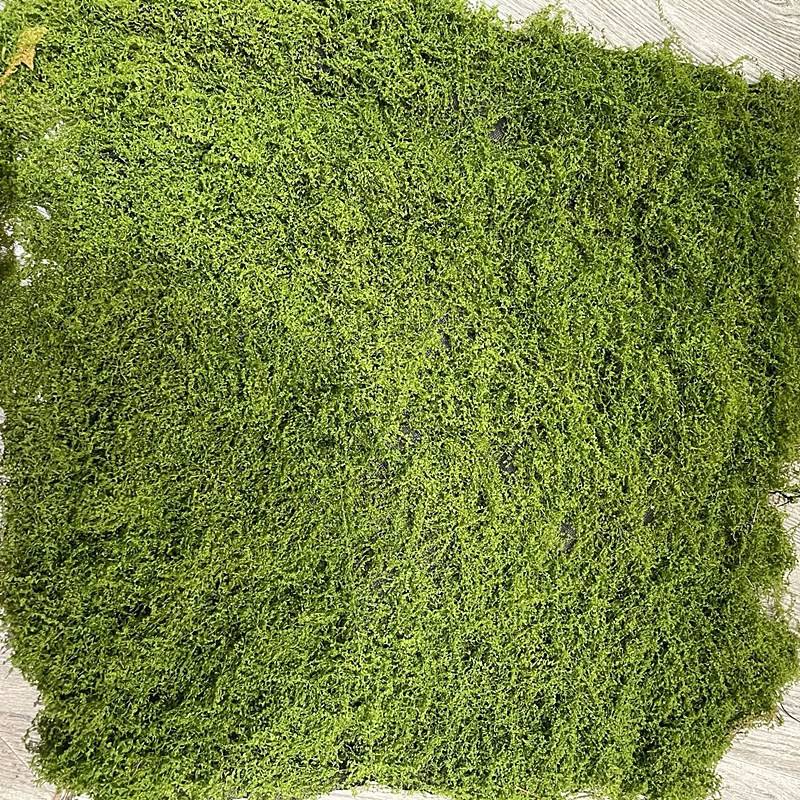 仿真苔藓草皮仿生人造假青苔微景观布置摆件草坪盆景盆栽造景大张