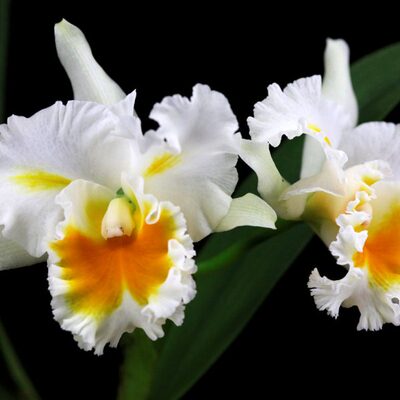 番茄雅韵堂Rlc Shinaphat Diamond 欣纳钻石阳台花园包邮卡特兰花