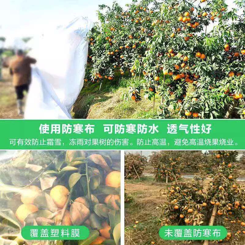 果防寒3650橘子树沃柑防树霜布宽布64米透光防冻.保温防水柑橘防
