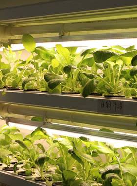 长跨境直供0.6米64株2835暖光全光谱植物JGR灯管化T82一体植物生