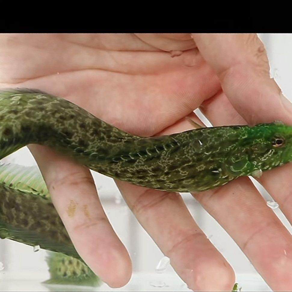 海海洋动物海水鱼珊瑚鲷小青龙10不吃中喂虾肉鳗CM20,电子元器件市场,其它元器件,淘宝优惠券,粉丝福利购,淘宝优惠卷