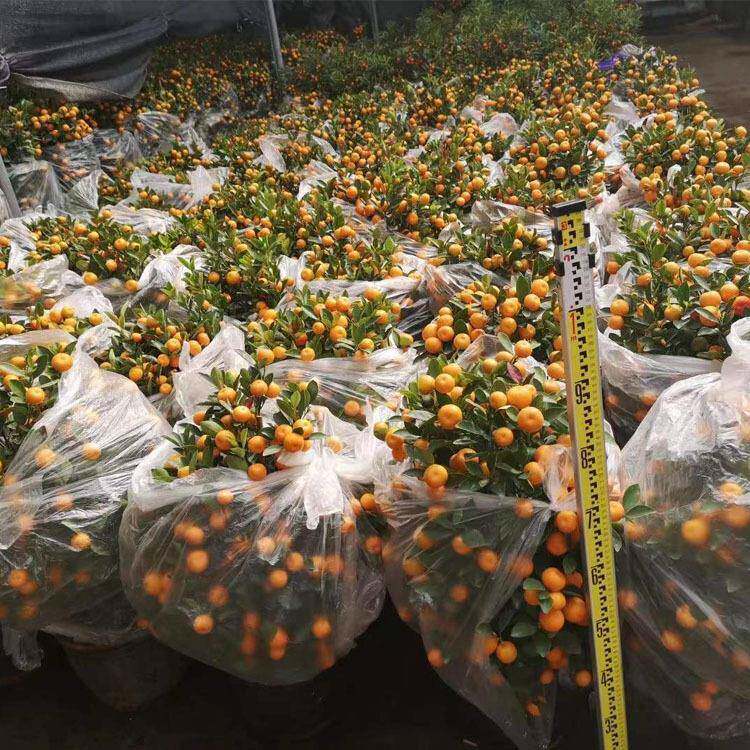 春节桔年盆栽过年宵花盆栽年年桔朱GZML02砂橘金桔年基橘盆栽广州