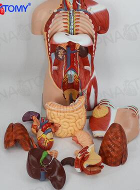 89185CM解人体脏器官医学中解剖系统躯干胸外科剖结构小学生腑物