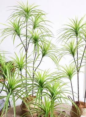 轻奢仿血真绿盆植千年木客厅装饰栽植RRA物仿生假花龙落树室内地