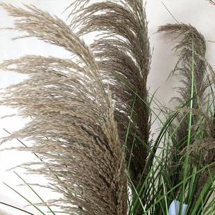仿天内然芦苇盆栽室造景真饰秋色005装 狗尾草盆景橱窗道具植物花