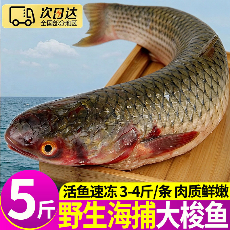 海捕鲜活速冻红眼梭鱼批发