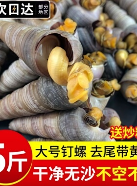 去尾钉螺冰鲜速冻贝类大号海螺免处理钉螺捞汁小海鲜商用批发顺丰