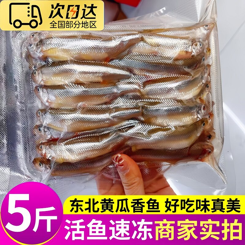大海十三东北当季新捕冷冻黄瓜香