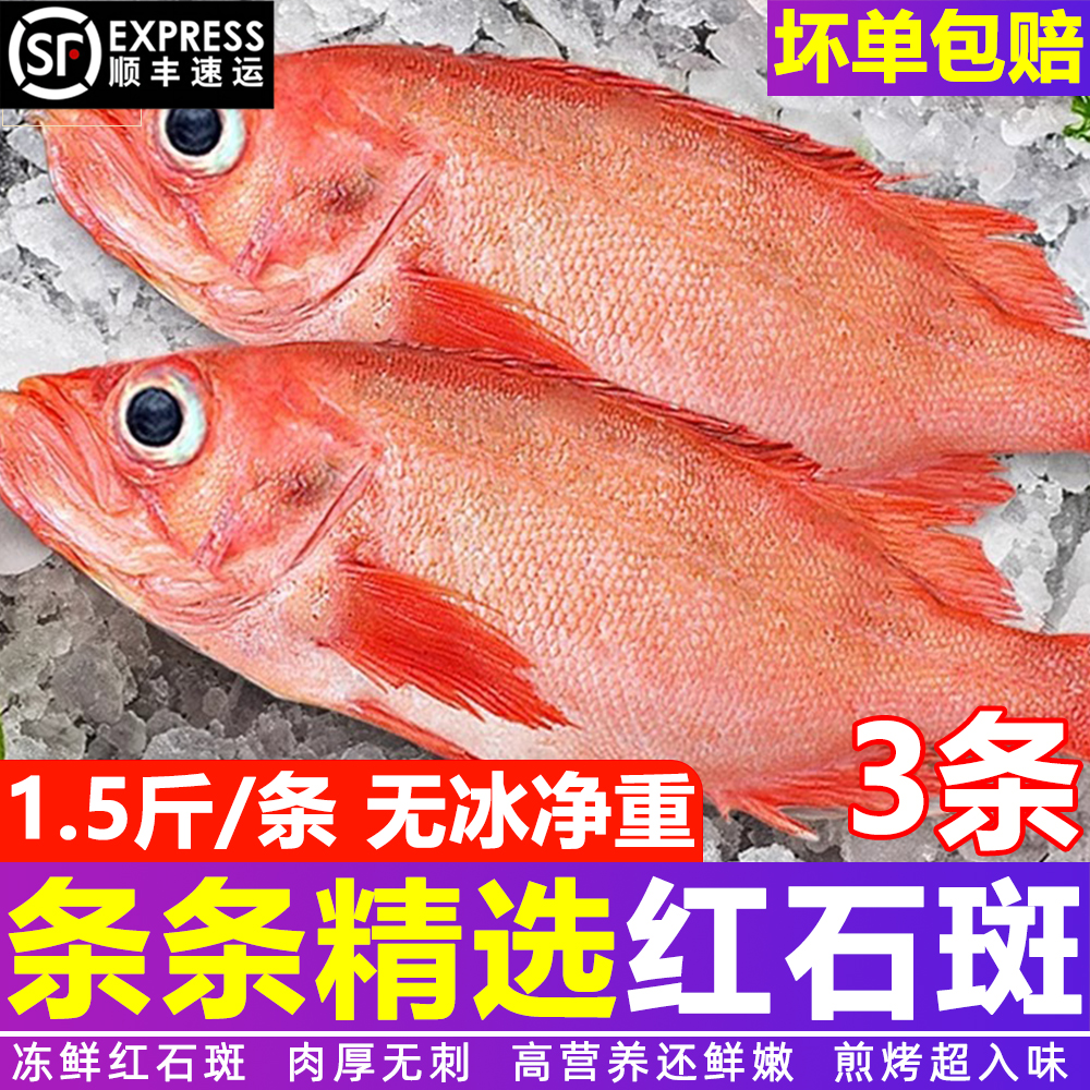 红石斑鱼鲜活冷冻海鱼顺丰
