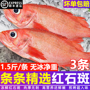 红石斑鱼鲜活冷冻海鱼大鱼新鲜大号红斑鱼龙胆富贵鱼海鲜水产顺丰