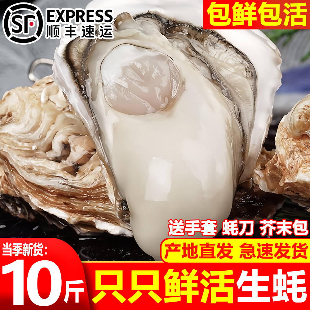 乳山包活生蚝新鲜山东牡蛎大号