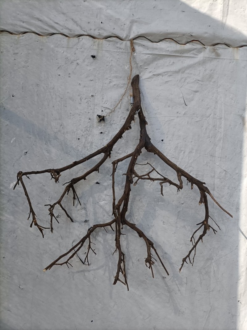 干树去皮干枝枯枝酒店设计吊顶墙壁装饰造景婚庆道具摆件原木天然