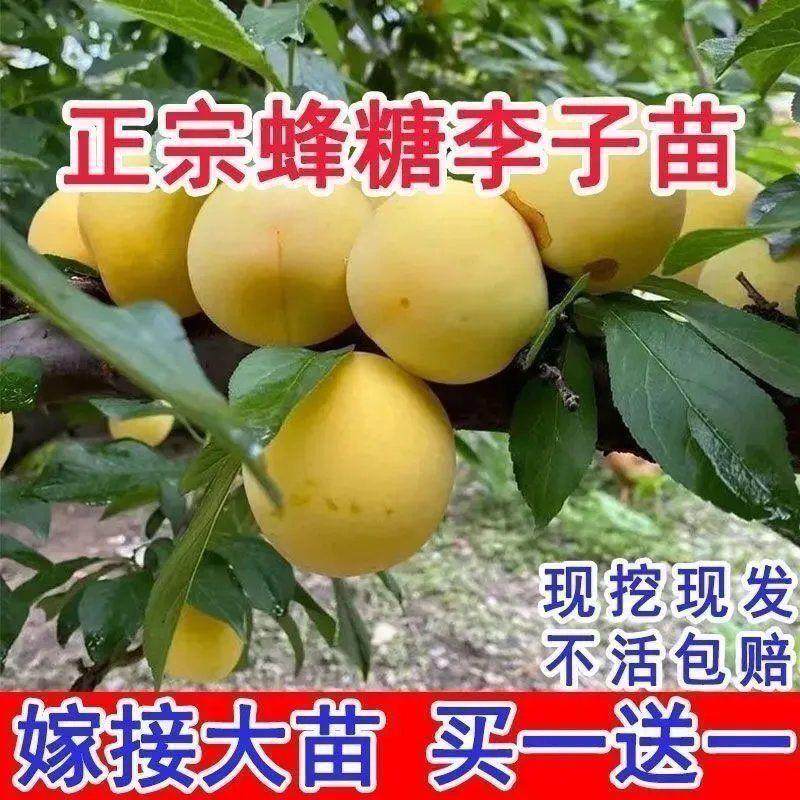蜂糖李嫁接特大苗早熟南北可种