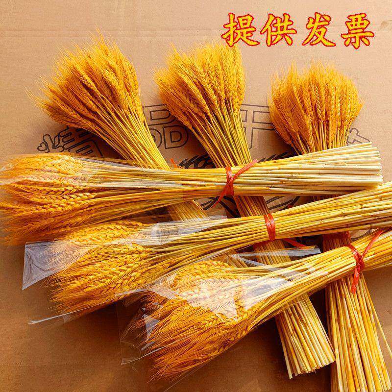 天然黄麦穗花花开业大麦花篮金摆束件客干厅田园插花装饰拍厂家直