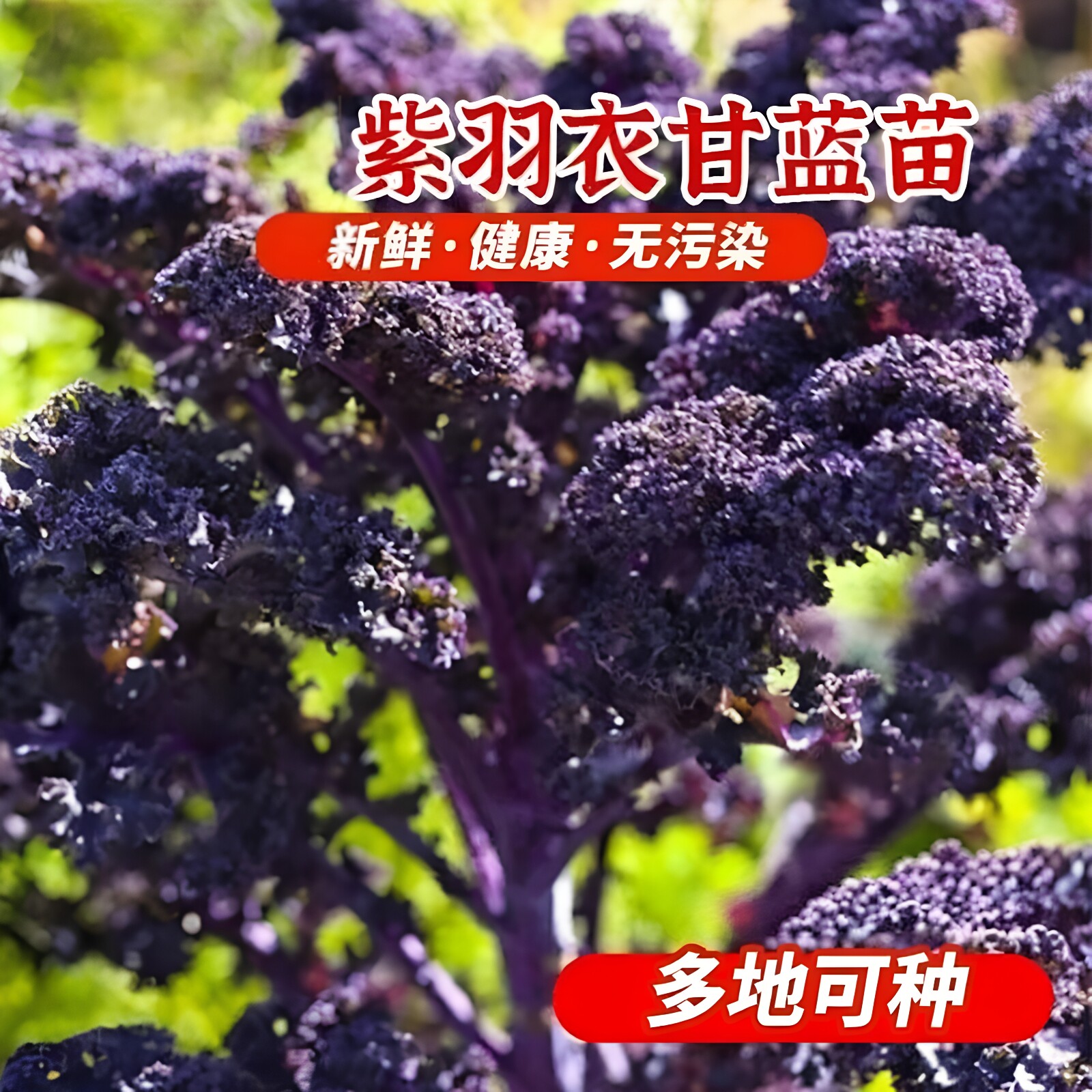 紫羽衣甘蓝苗可食用大秧盆