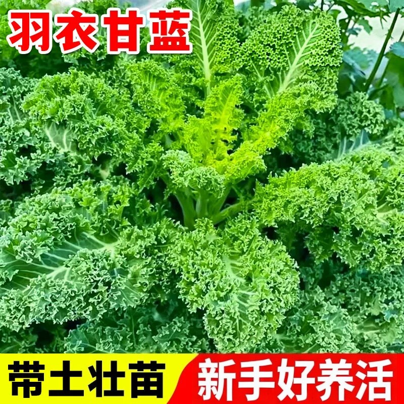耐寒绿羽衣甘蓝苗盆栽大雨