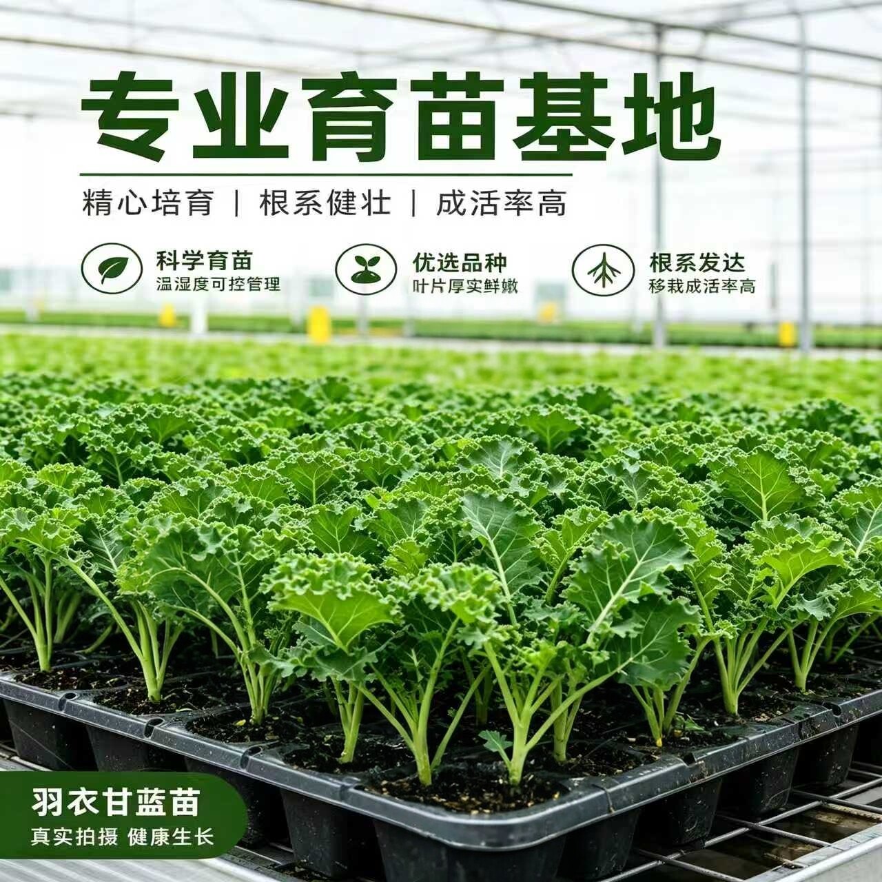 羽衣甘蓝幼苗食用观赏两秧