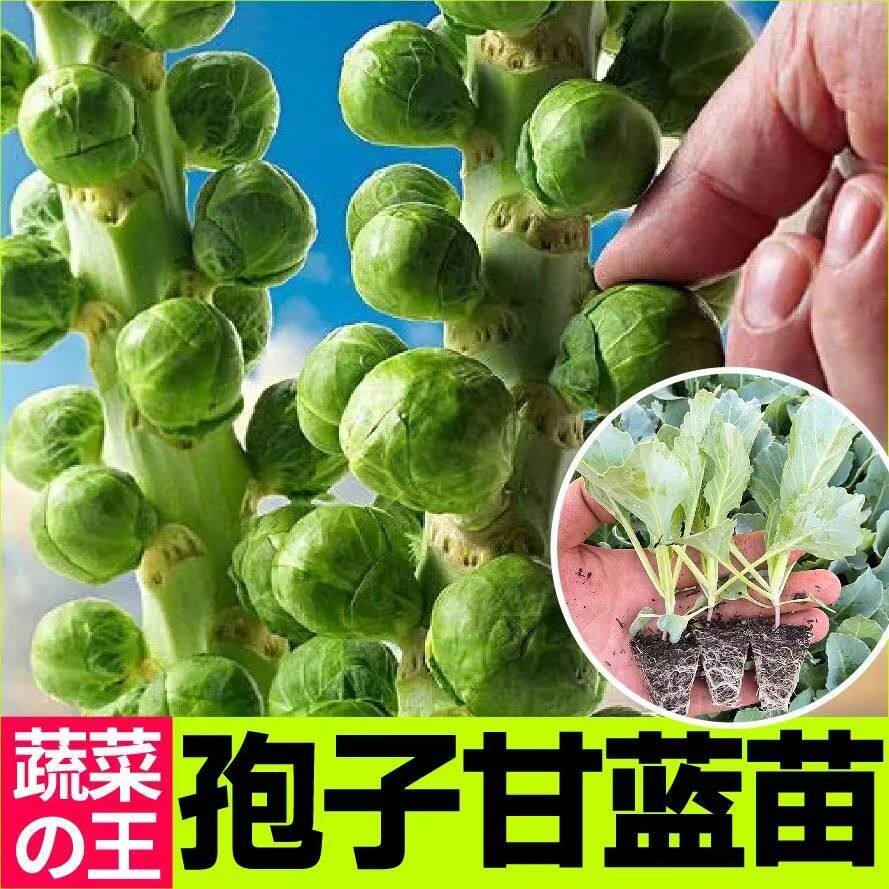 孢子甘蓝苗秧迷你食用小包菜