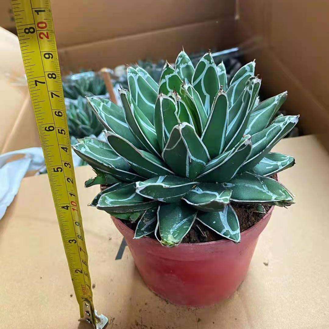 多肉绿植盆栽盆植栽花卉花世之雪居家绿卉植物世之雪,鲜花速递/花卉仿真/绿植园艺,大型绿植/成品组合盆栽,淘宝优惠券,粉丝福利购,淘宝优惠卷