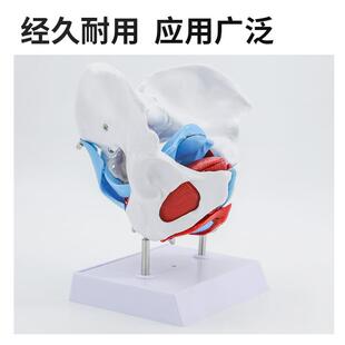 性骨656盆模型骨盆盆底肌模型子宫盆骨女模型分娩产助教学模型