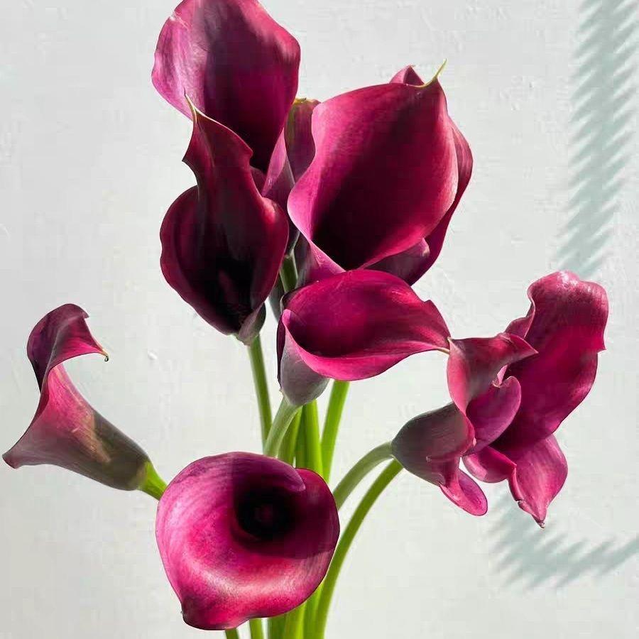 高端海芋进口马蹄莲小众