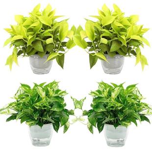新套品绿萝盆花栽69GtXeqi餐除甲醛植物室内叶金葛青叶新品 黄种