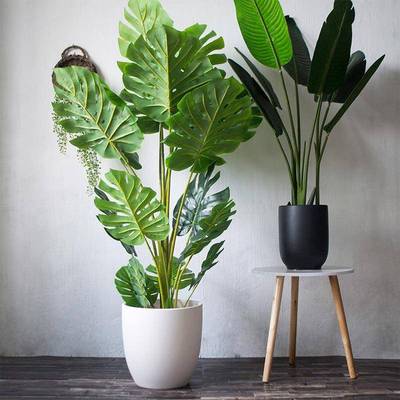 特大号白陶瓷花盆简约阳台内室地面黑种色植CDN发财树绿植盆栽