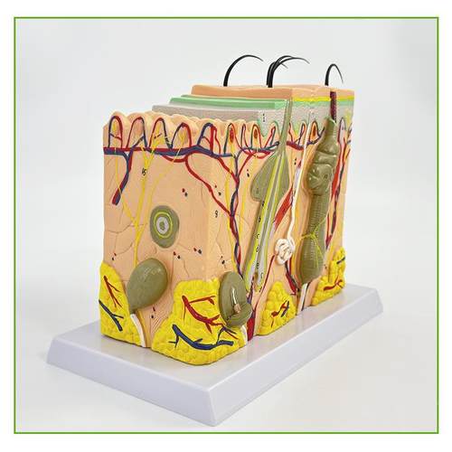 医学立体皮肤剖组织结构放大模型人层次170构形造分层解模具整头