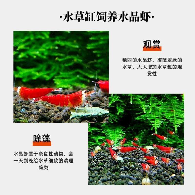 大好除藻蝦圣诞红养鱼冷水缸小型繁殖观赏虾淡水宠物鲜活包邮水晶