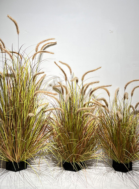 芦苇草仿真花蒲苇假花绿植盆栽z室内花箱装饰猫尾巴草仿真花造景