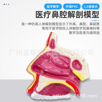 人体994鼻腔解剖鼻模结型耳鼻喉科医学教模型鼻腔子口鼻学构组织
