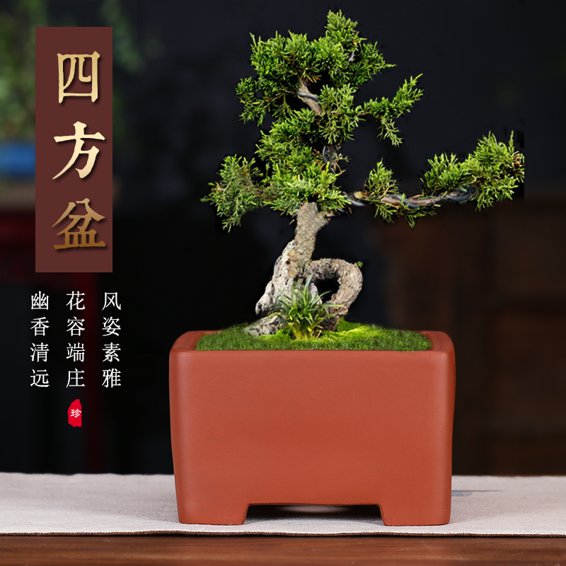 紫砂盆景盆 四方发财树榕树盆兰花陶瓷盆君子兰花盆Z多肉植物盆