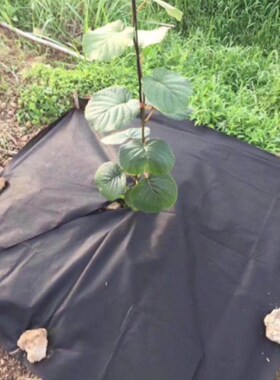 防草布除草布地布园艺地布抗老化B抑草布果园防草地布膜黑色除草