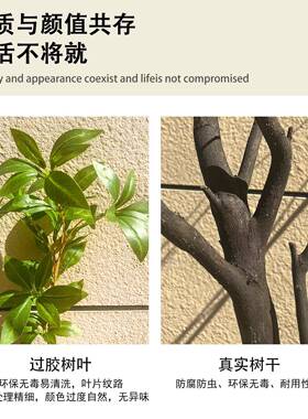 高端马木仿树树假树植物橱窗造景室内真干景醉装饰仿生绿植H04262