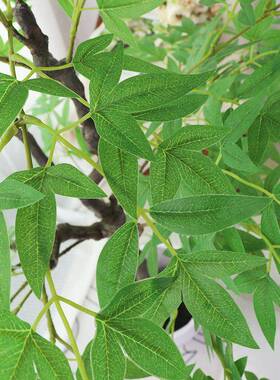 仿真南竹假树仿假摆件客厅落天地盆栽造景绿植居家大FY-D311真型