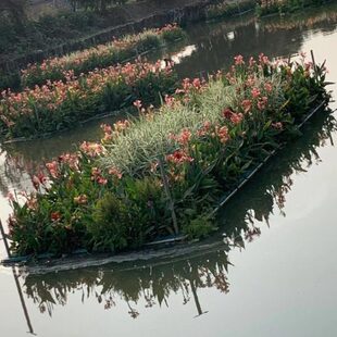 人工生态浮床生态浮岛人工浮床水上种植生态浮床水上种菜净化水质