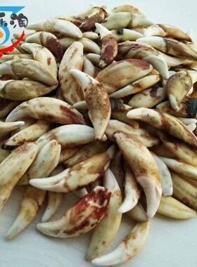 黑真狗牙齿正品裸牙打孔男女本命年小孩婴儿广西狗牙饰品平安挂件