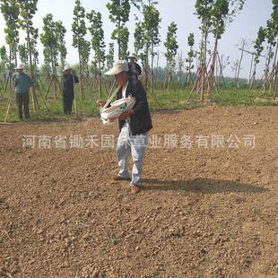 草种播种机撒播机肥施AKG器小树型常青摇手式播种机布袋式播种机