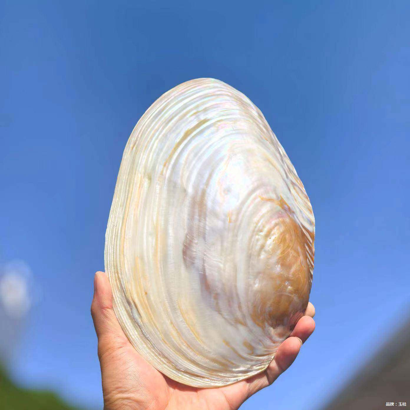 天然大珍珠蚌壳超大贝壳拍摄道具海螺鱼缸造景装饰摆件果盘餐盘
