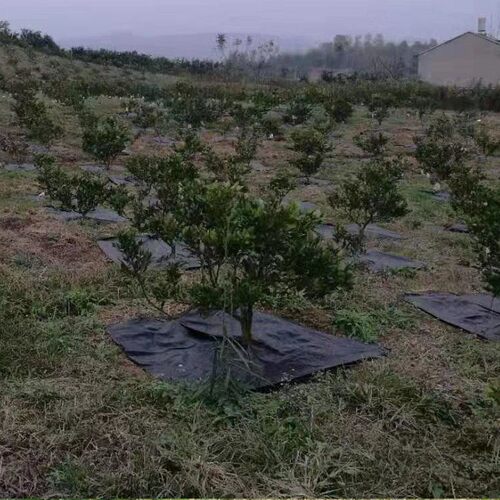 切片打孔地布防草布除草r膜农用果园黑色抑草布园林保湿抗老化盖