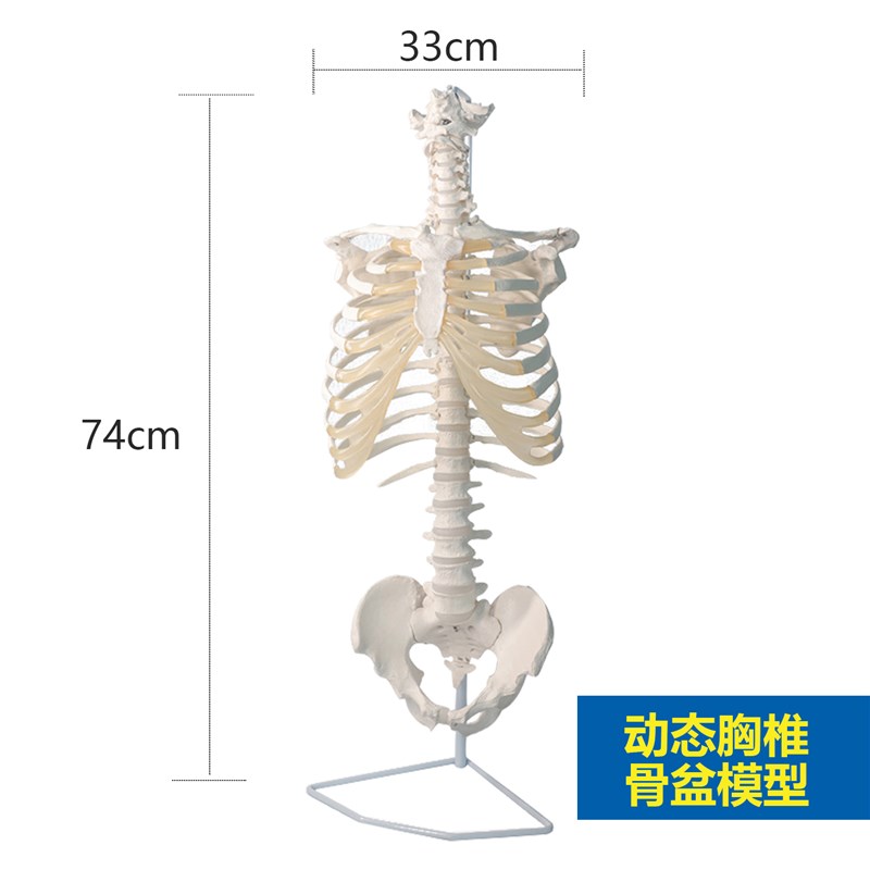 胸廓模型动态胸椎脊柱骨盆骨骼脊椎教学模具人体半身骨架关节可动