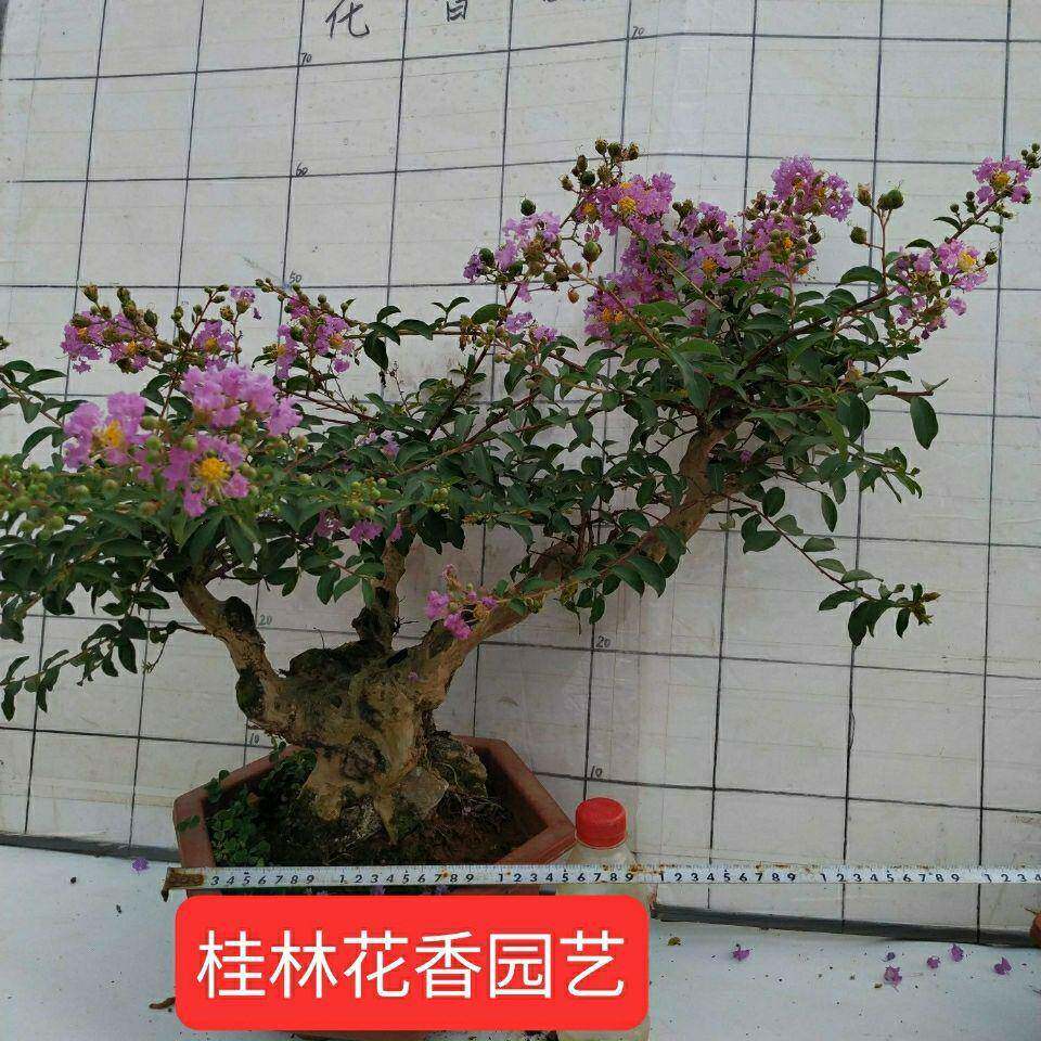 紫花紫薇盆景树丛桩阳台开花90296488栽矮霸林叶紫薇老盆桩大四季