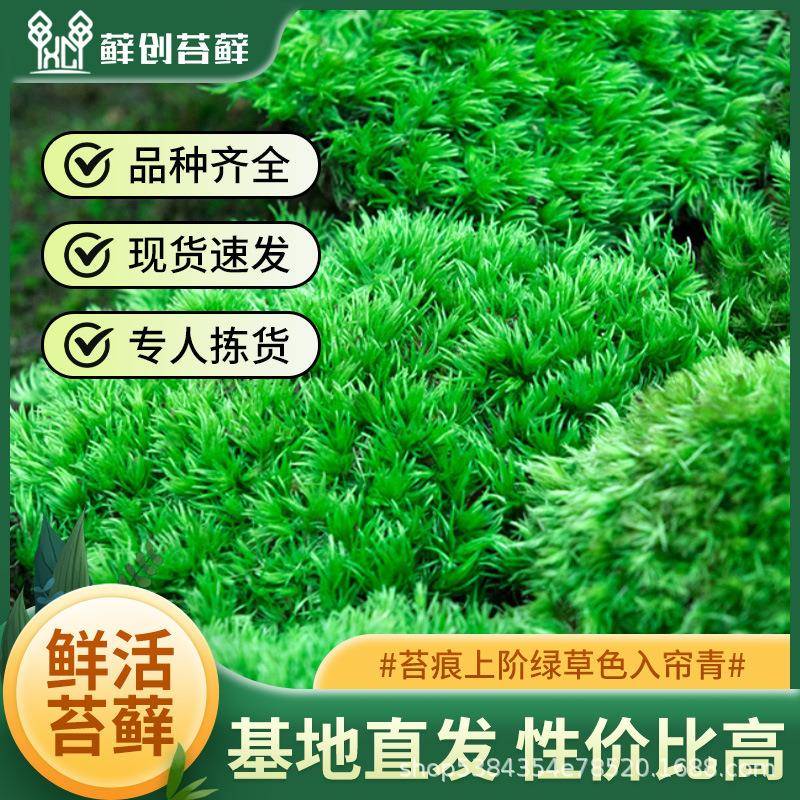 鲜造UCQ活苔藓白发大灰藓星藓砂藓庭院草坪藓铺面星景
