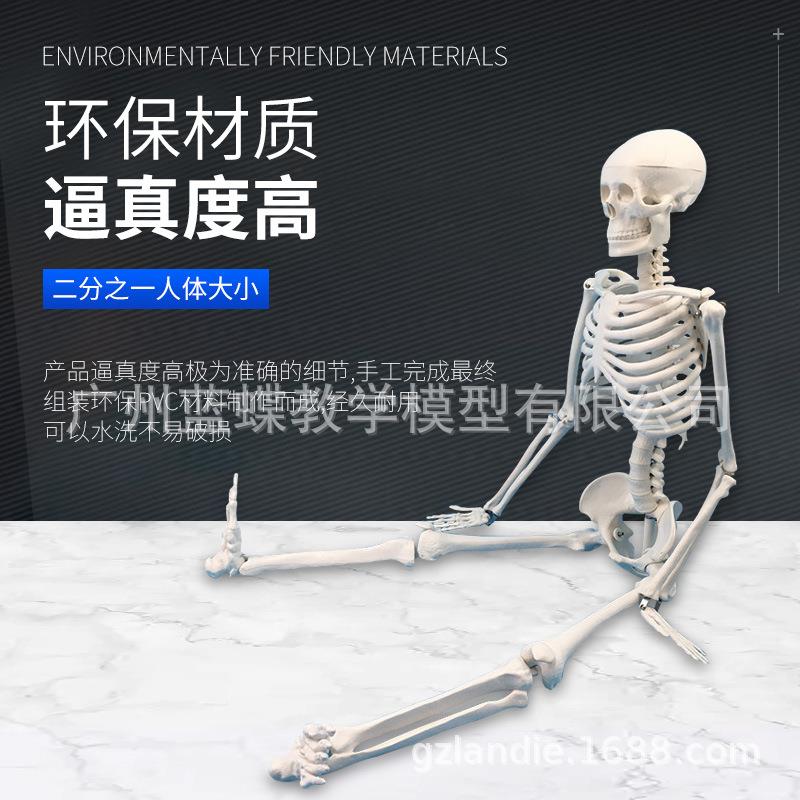 45医学标准人体骨骼模型骨架教学模型8正cm骨架关节模型5骨模型