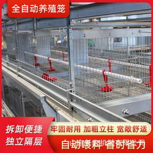 现代化养殖场自动喂料肉鸡笼鸽子笼层叠式养鸡设备鹌鹑养殖笼