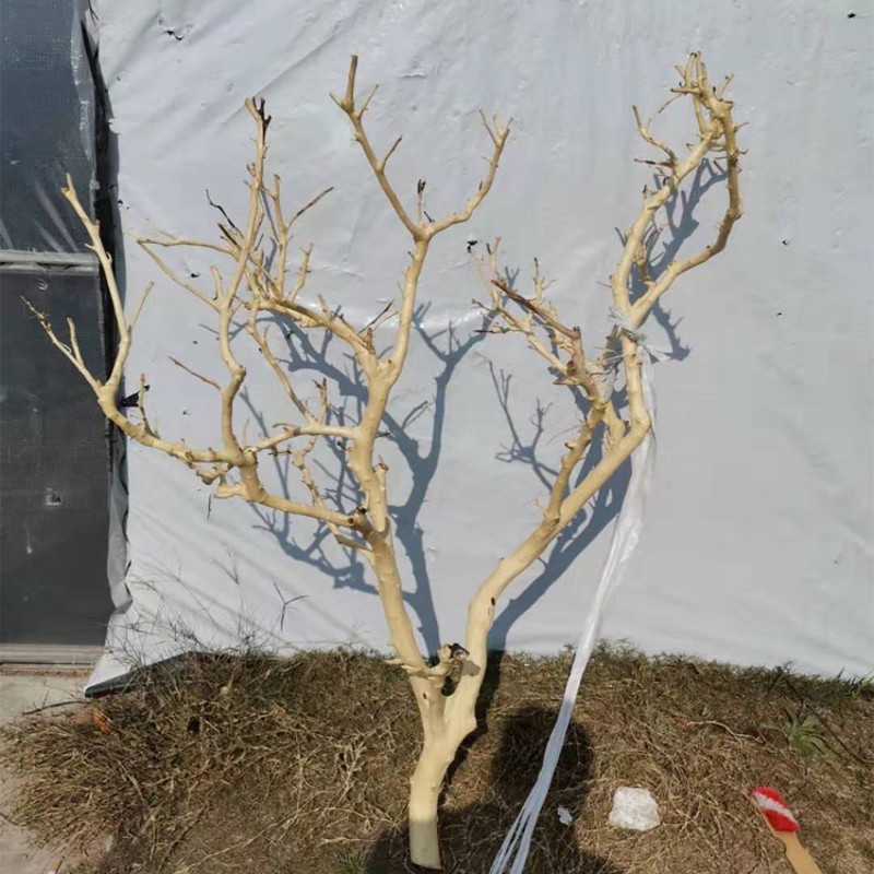 干树去皮干枝枯枝酒店设计吊顶墙壁装饰造景婚庆道具摆件原木天然