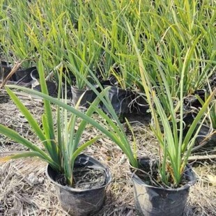 常绿水生鸢尾爆盆1加仑