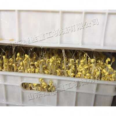 果蔬加工豆芽机 农贸市场豆芽菜培育机 bean sprouting machine