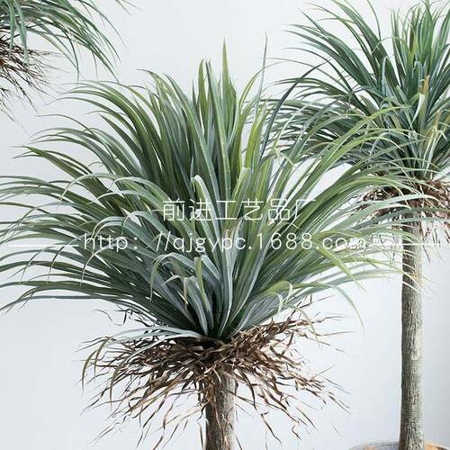 商业空装饰绿植GL-62209型植物兰大丝树橱窗造假树丝兰景树盆间栽