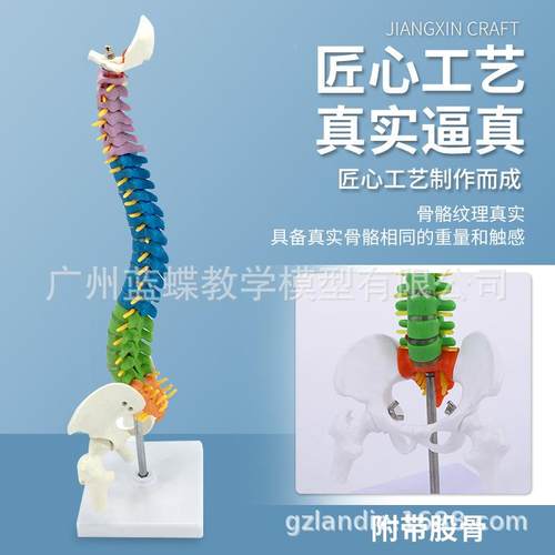 45M彩色人体脊模型脊椎带骨盆+股骨人体脊153柱模型立式脊椎C柱